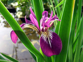 Iris Versicolor Kermesina